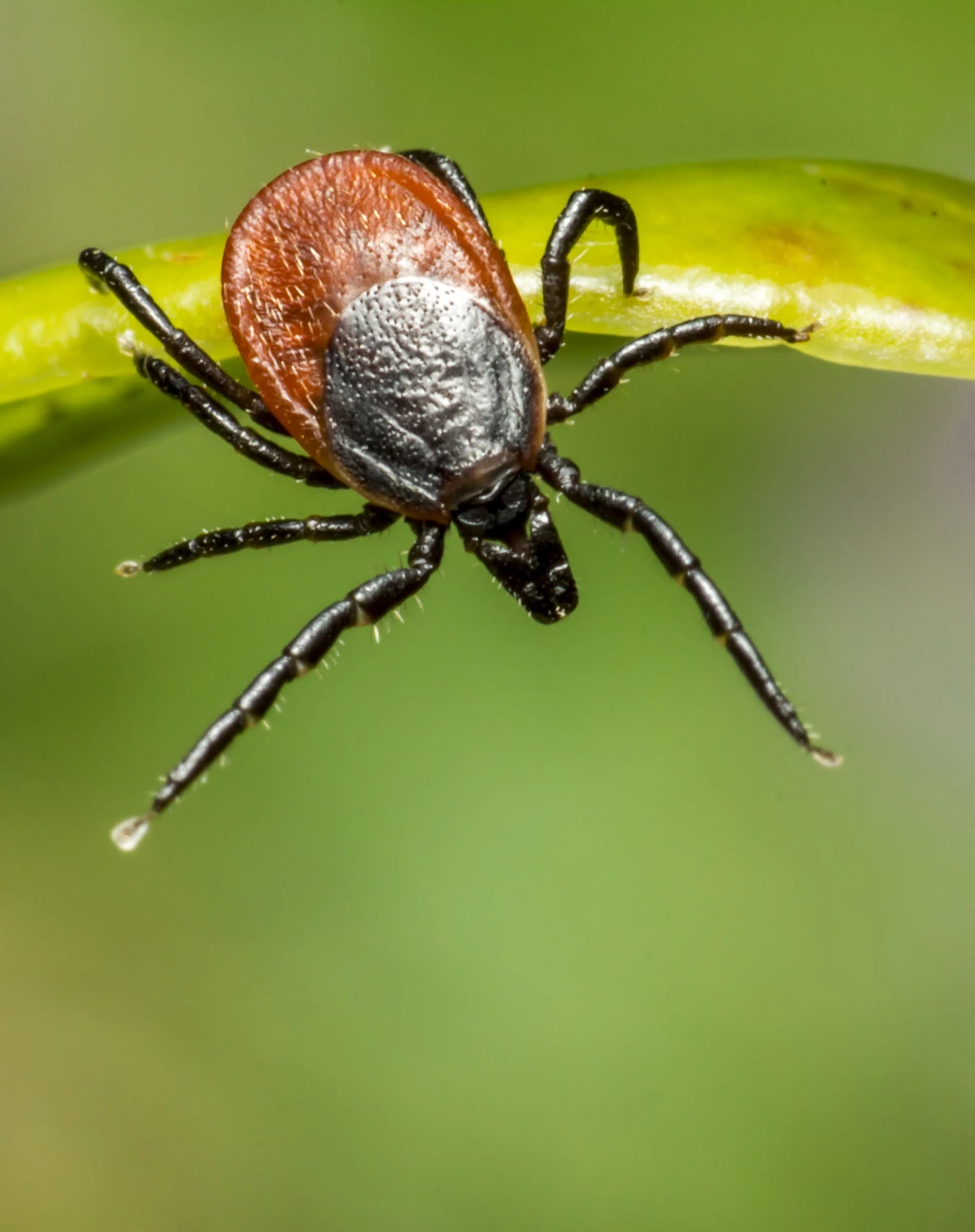 Läkare som undersöker prov