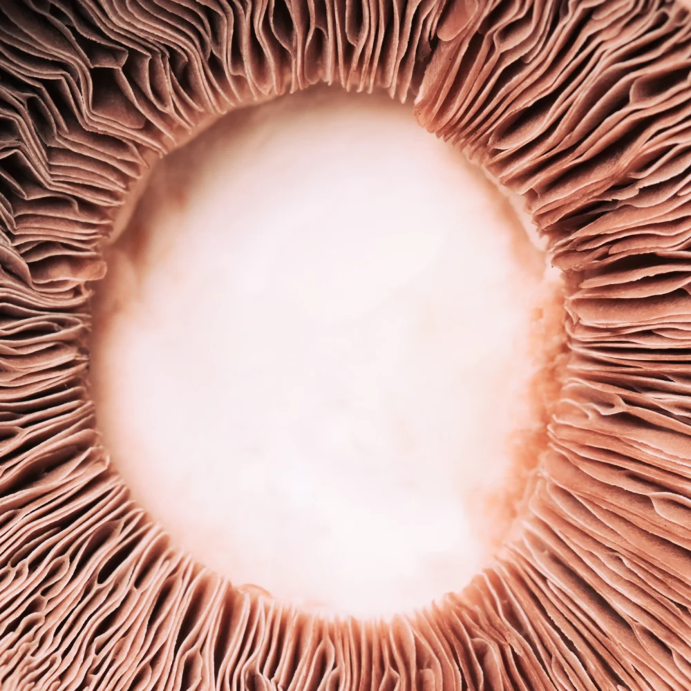 Stoppar svamptillväxt